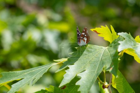 Téléchargez les photos : Un papillon de l'amiral blanc du sud sur une feuille de platane. Gros plan, sous l'aile. (Limenitis reducta) - en image libre de droit