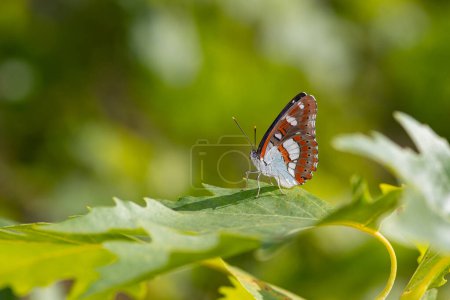 Téléchargez les photos : Un papillon de l'amiral blanc sur une feuille de platane. Gros plan, sous l'aile. (Limenitis reducta ) - en image libre de droit