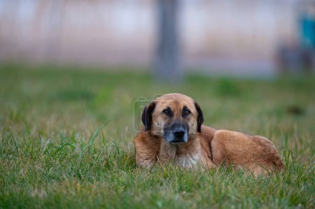Foto de Perro callejero de color marrón tendido en la hierba. - Imagen libre de derechos