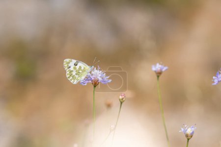 Photo for Eastern Bath White butterfly on purple flowering plant. Pontia edusa, under the wing. - Royalty Free Image
