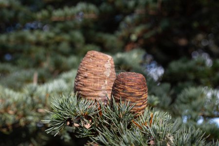 Photo for Fresh cones on the branch of a cedar tree. - Royalty Free Image