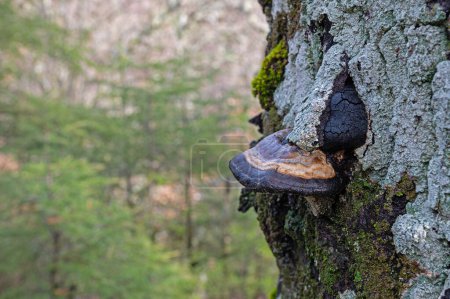 Photo for Fomes fomentarius fungus on a Quercus vulcanica tree. Fomes fomentarius, a fungus that infests trees, especially beeches, and causes white rot in the wood. - Royalty Free Image