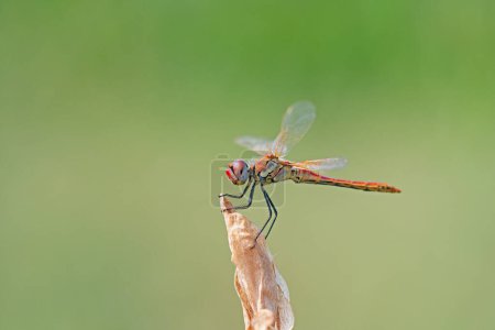 Red dragonfly on the branch.