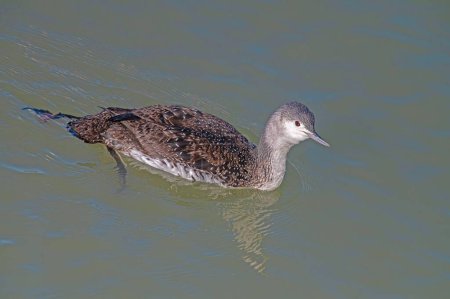 Photo for Red-throated Loon swimming in the river. - Royalty Free Image