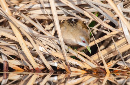 Téléchargez les photos : Petit râle (Porzana parva) se nourrissant dans la zone humide. - en image libre de droit