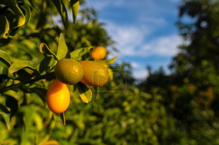 Kumquat-Früchte auf einem Ast, blauer Himmel.