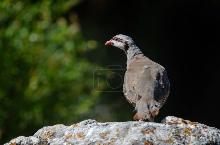 Téléchargez les photos : Perdrix tchoukar (Alectoris chukar) sur le rocher. - en image libre de droit