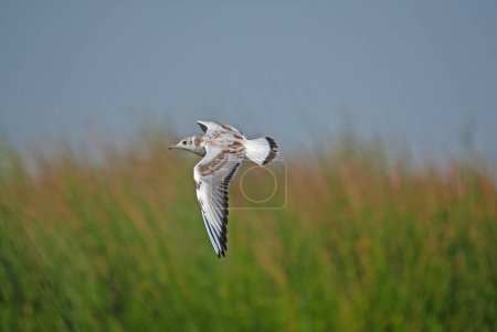 A gull flying over the lake. Black-headed Gull.  Latin name Chroicocephalus ridibundus. Green reeds in the background.