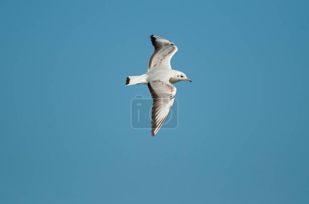 Gull flying in the sky. Black-headed Gull. Chroicocephalus ridibundus.