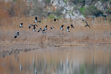 Foto de Pájaros volando sobre el lago. Lapwing Norte, Vanellus vanellus. - Imagen libre de derechos