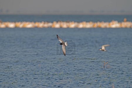 Foto de Tern de alas blancas, Chlidonias leucopterus, volando sobre el lago. Pelícanos en el fondo. - Imagen libre de derechos