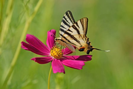 Butterfly on a pink coloured flower. Scarce Swallowtail. Iphiclides podalirius