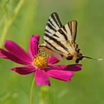 Butterfly on a pink coloured flower. Scarce Swallowtail. Iphiclides podalirius