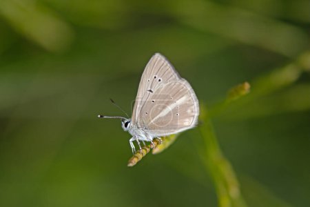 Turkish Furry Blue butterfly, Polyommatus menalcas