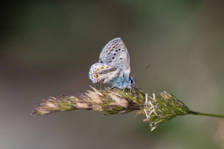 Butterfly on the plant. Common Blue, Polyommatus icarus