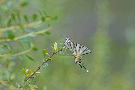 Colourful butterfly on plant branch. Scarce Swallowtail, Iphiclides podalirius