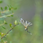 Colourful butterfly on plant branch. Scarce Swallowtail, Iphiclides podalirius