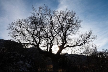 Photo for Silhouette of old oak tree at sunset. - Royalty Free Image