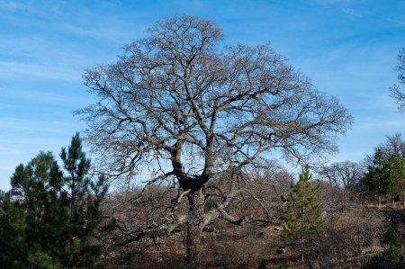 Old oak tree in forest area.