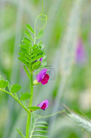 Pink coloured flowers of the vetch plant. Vicia sativa