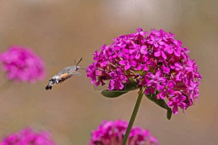 Kolibri-Falter nimmt Nektar aus der rosa Blume.