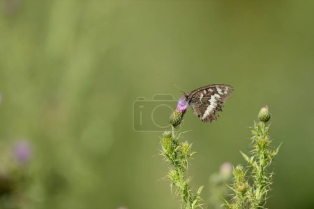 Schmetterling auf einem Dorn. Große gebänderte Äsche, Brintesia circe