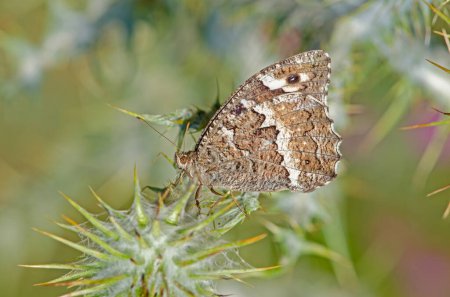 Butterfly on a thorn. Great Banded Grayling, Brintesia circe