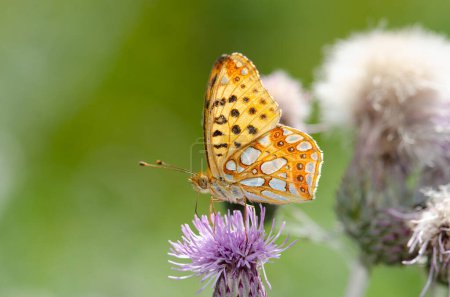 Butterfly on a purple flower. Queen of Spain fritillary,Issoria lathonia