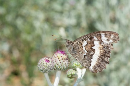 Butterfly on a thorn. Great Banded Grayling, Brintesia circe