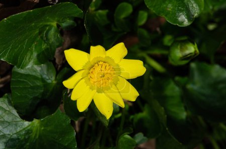 Plant with yellow flowers. Lesser celandine (Ranunculus ficaria) flowers in early spring.
