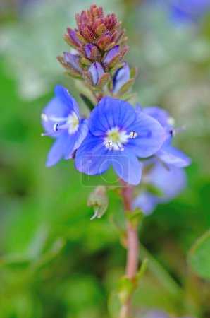Photo for Macro shot of a veronica flower endemic to Turkey. Veronica cuneifolia - Royalty Free Image