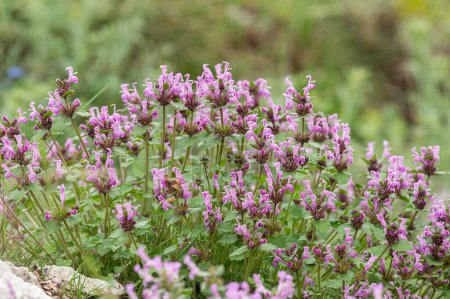 Purple-coloured wildflowers in nature. Greater Henbit flowers. Latin name Lamium amplexicaule