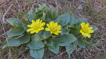 Plant with yellow flowers. Lesser celandine (Ranunculus ficaria) flowers in early spring.