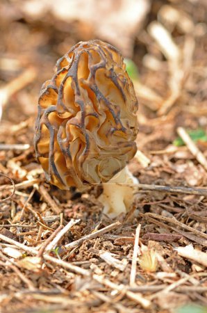 Morchella esculenta ist eine verbreitete und essbare Pilzarte in der Türkei.