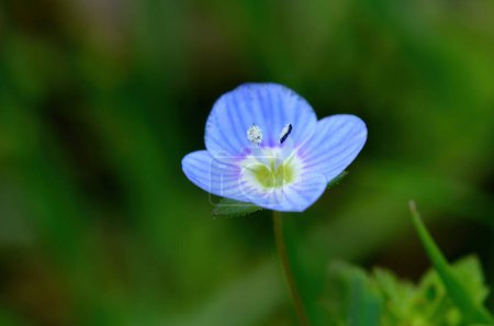 Macro shot of a common speedwell (veronica arvensis) flower.