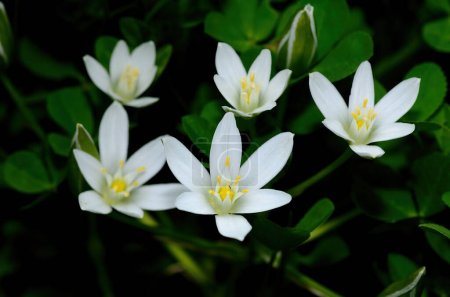 Ornithogalum umbellatum también conocida como la estrella del jardín de Belén, lirio de hierba una planta perenne con flores bulbosas.
