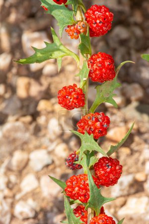 Foto de Las espinacas de fresa en el ambiente natural - chenopodium foliosum. - Imagen libre de derechos