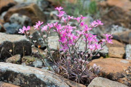 Acantholimon acerosum gehört zur Familie der Plumbaginaceae und wächst auf steinigen und kalkhaltigen Böden. In der Natur ist es eine rosafarbene stachelige Blume.