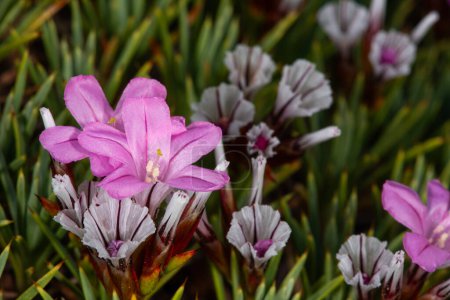 Acantholimon acerosum gehört zur Familie der Plumbaginaceae und wächst auf steinigen und kalkhaltigen Böden. In der Natur ist es eine rosafarbene stachelige Blume.
