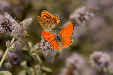 Orange-coloured butterfly, Lesser Fiery Copper, Lycaena thersamon.