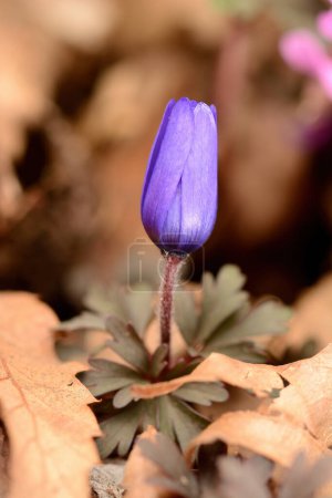 A beautiful purple-coloured flower in nature. The flower of a Balkan anemone (Anemone blanda).