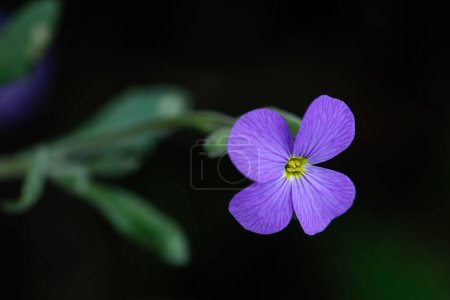 Téléchargez les photos : Cresson violet (Aubrieta deltoidea). Gros plan sur les fleurs pourpres d'Aubrieta. - en image libre de droit