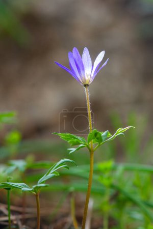 A beautiful purple-coloured flower in nature. The flower of a Balkan anemone (Anemone blanda).