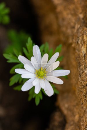 Spring flower, Greek windflower, Anemone blanda 'White Splendour'