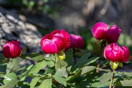 Rot gefärbte Blumen in der Natur. Eine Pflanze aus der Türkei, wissenschaftlicher Name; Paeonia turcica.