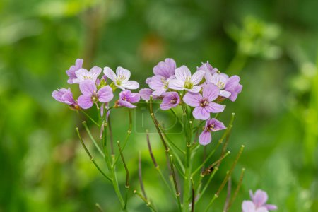 Photo for Cuckoo Flower or Ladies' Apron - Cardamine pratensis. Pink-white wildflowers in nature. - Royalty Free Image