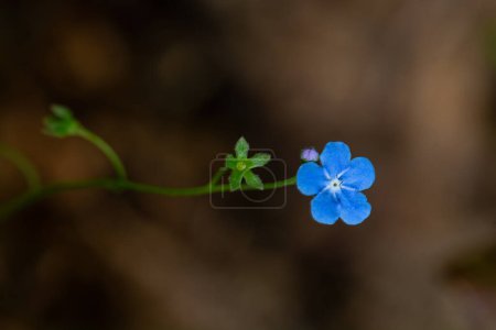Foto de Flor alpina Eritrichium, no me olvides flor. - Imagen libre de derechos