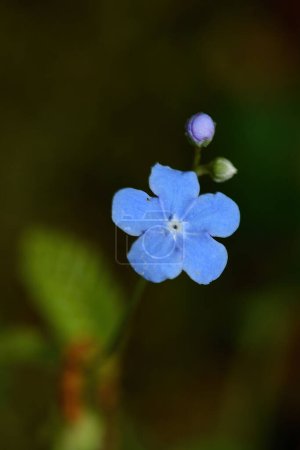 Téléchargez les photos : Fleur alpine EriXoum, fleur forget-me-not. - en image libre de droit