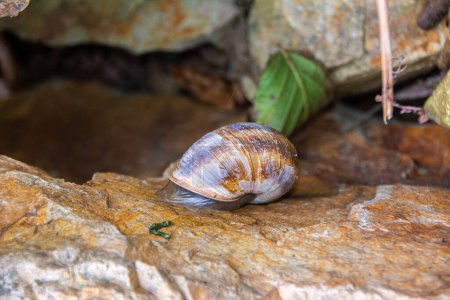 Escargot coincé sur un rocher.