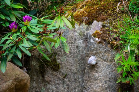 Schnecke und Rhododendron ponticum Blume stecken auf Felsen.